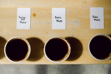 Cupping Saul + Salkantay with Roaster Emily
